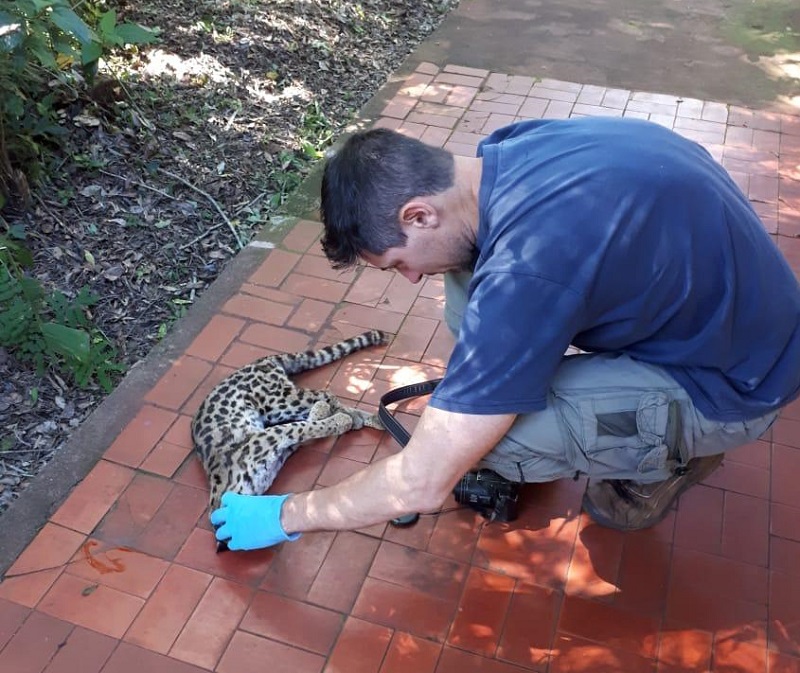 atropellan gato