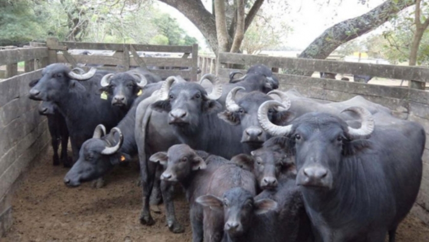búfalo