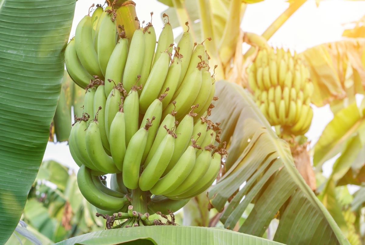 En Misiones se producen bananas de excelente calidad con ayuda de la