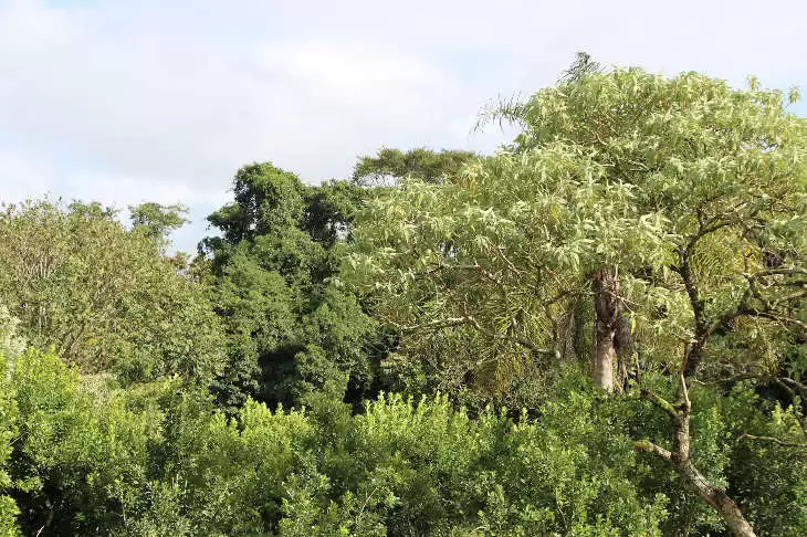 árboles de especies nativas 1