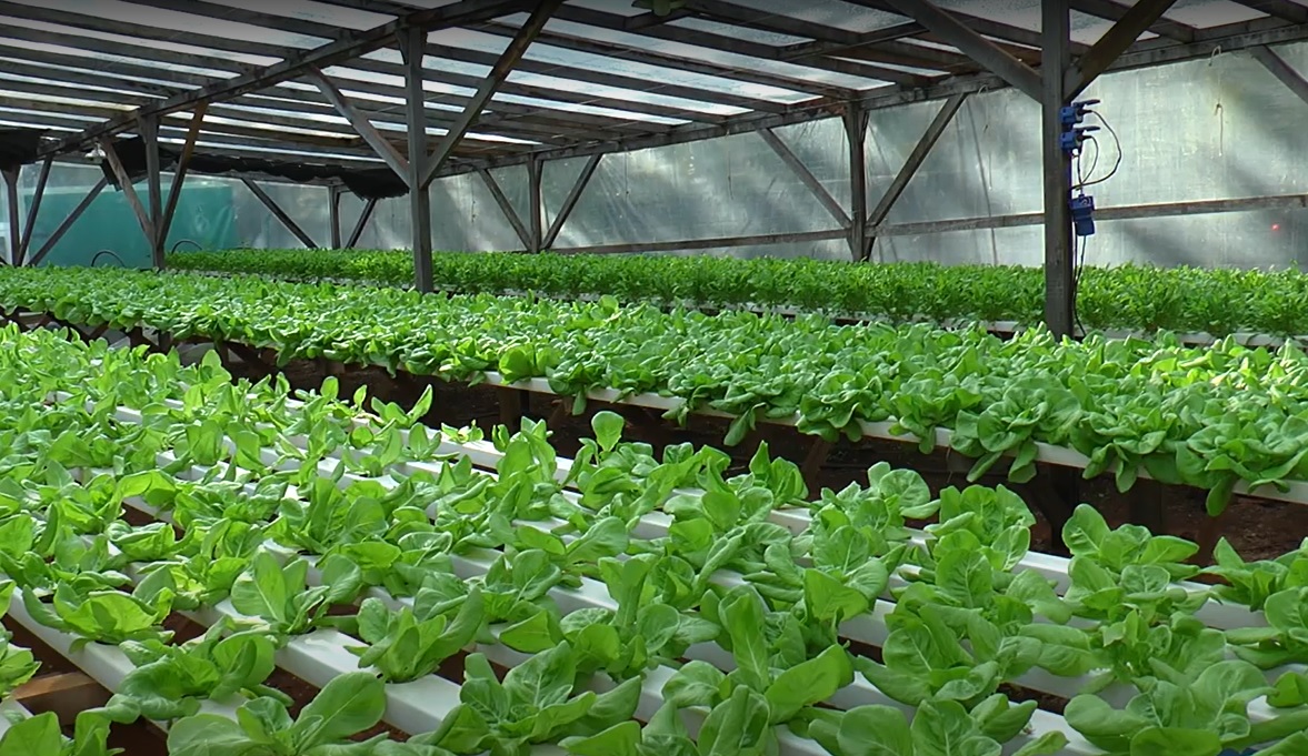 Innovación en las chacras: productores apuestan al cultivo hidropónico, image size:1177x681