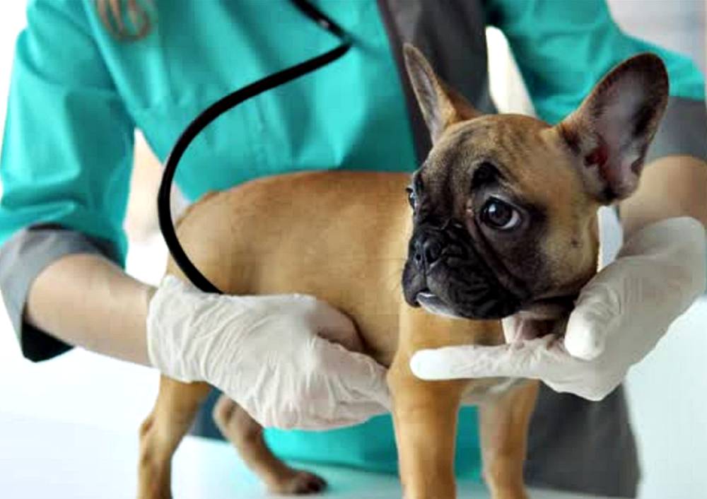 El bulldog francés requiere atención veterinaria toda su vida - Canal ...