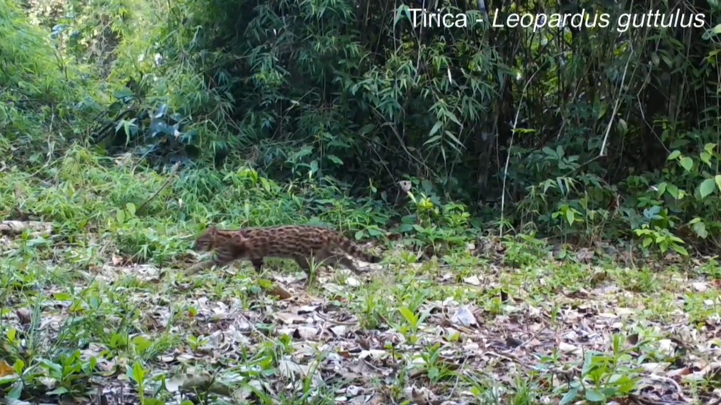 Fauna silvestre protegida: avistan a un gato tirica en una chacra en ...