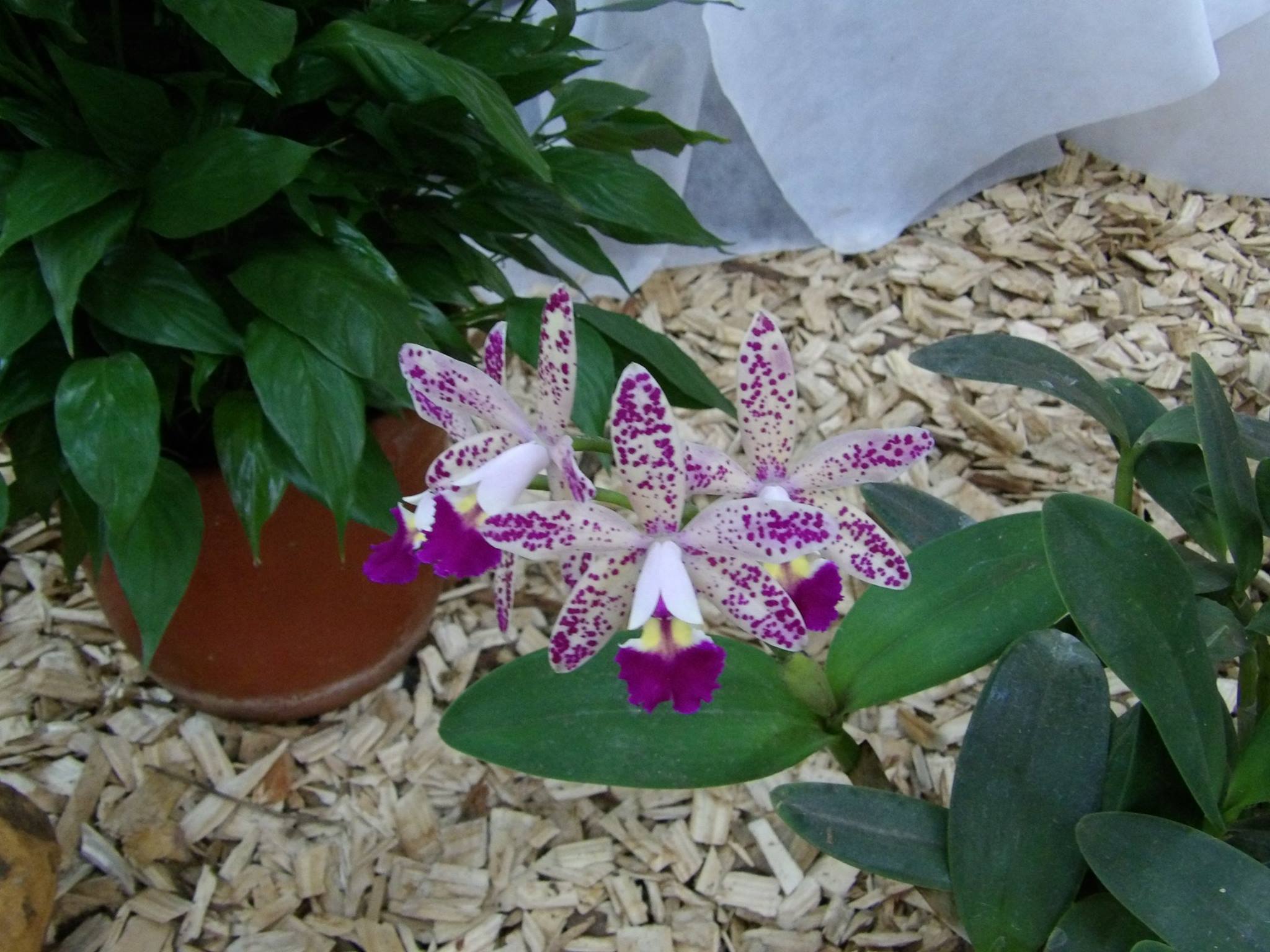 Orquídea