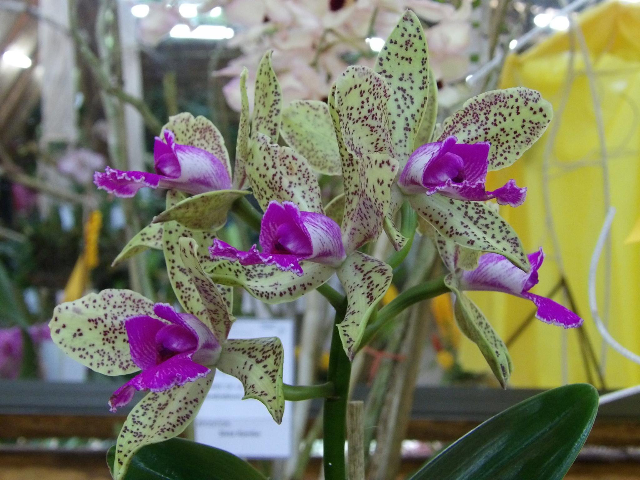 Orquídea
