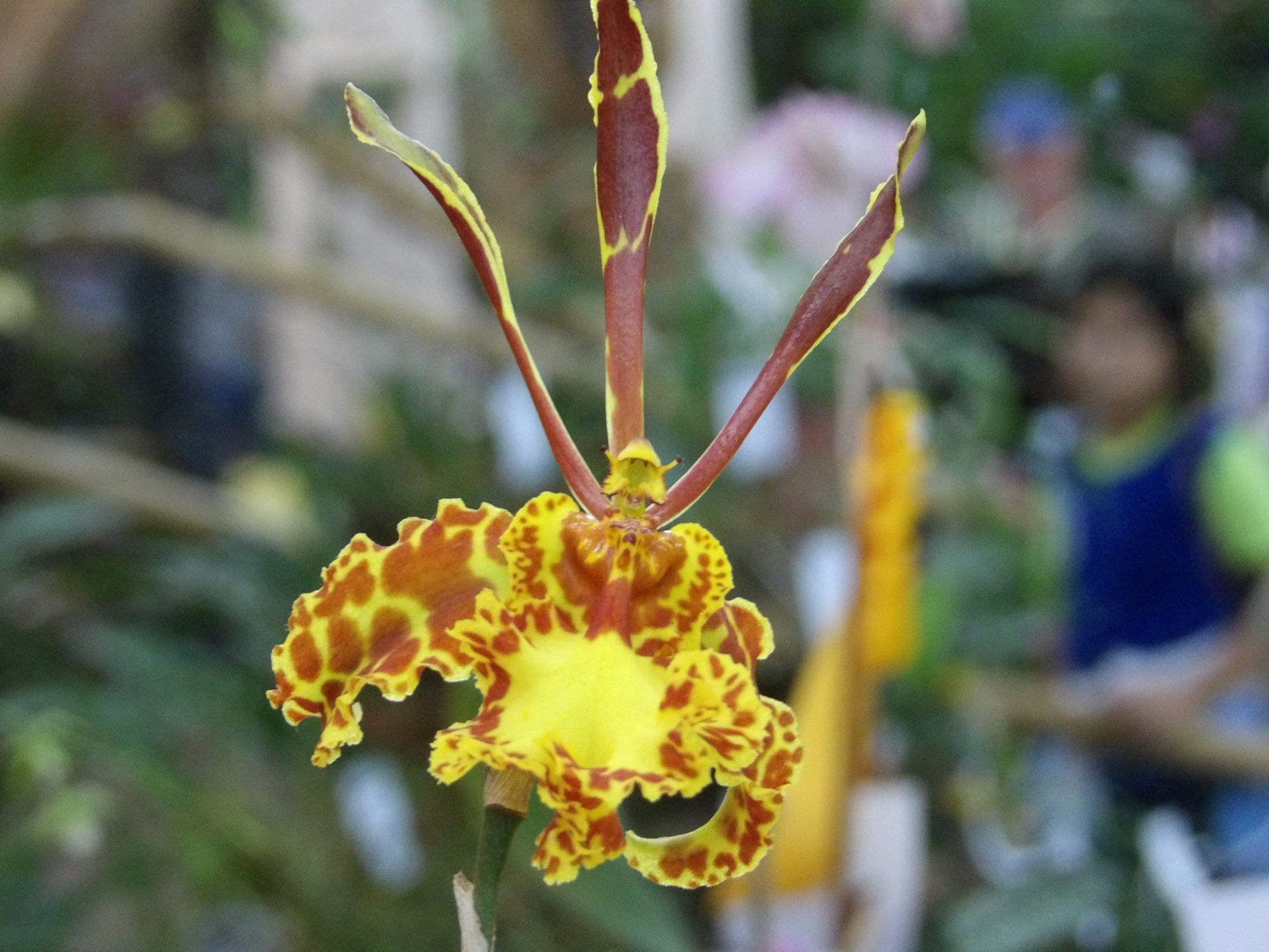 Orquídea
