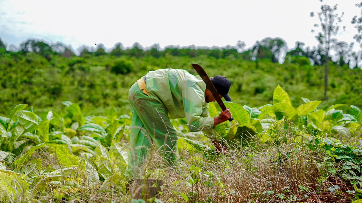tabaco bioinsumos