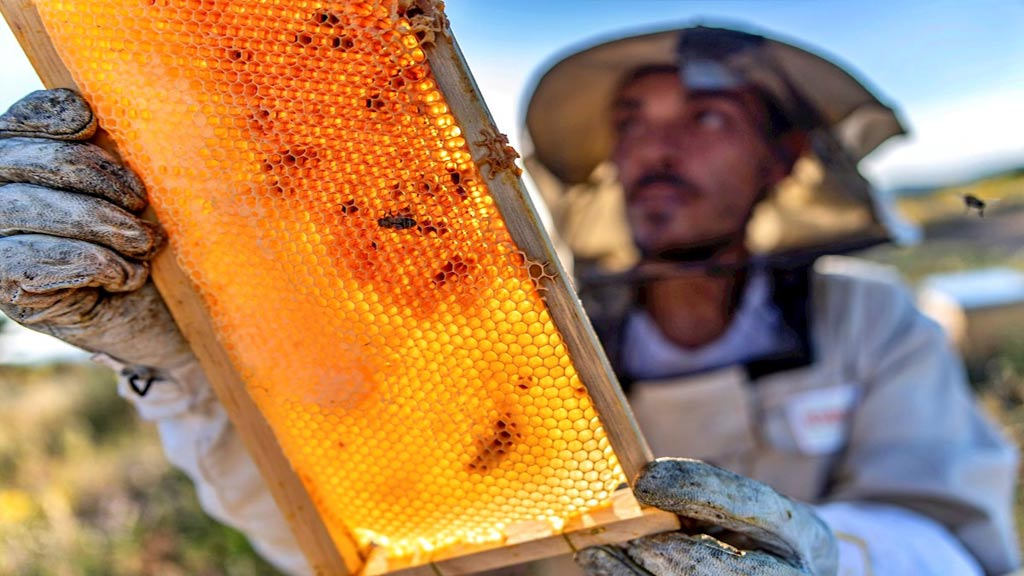 productores apícolas