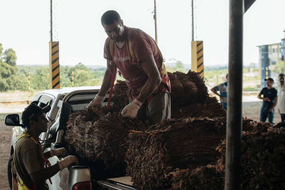 Acordaron el precio del tabaco en Misiones: estos son los nuevos valores imagen-12