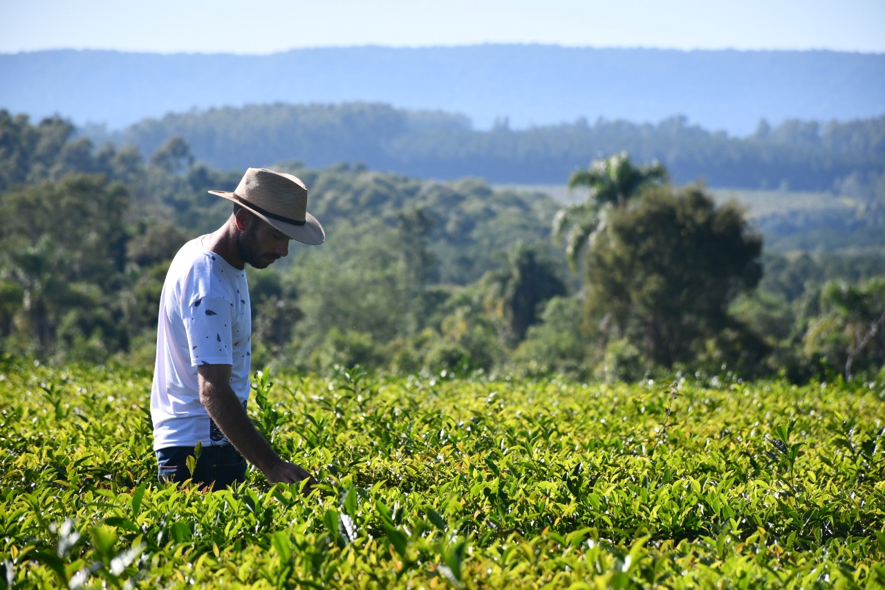 Impulso al t&eacute; gourmet en Misiones: avances en producci&oacute;n y turismo tealero