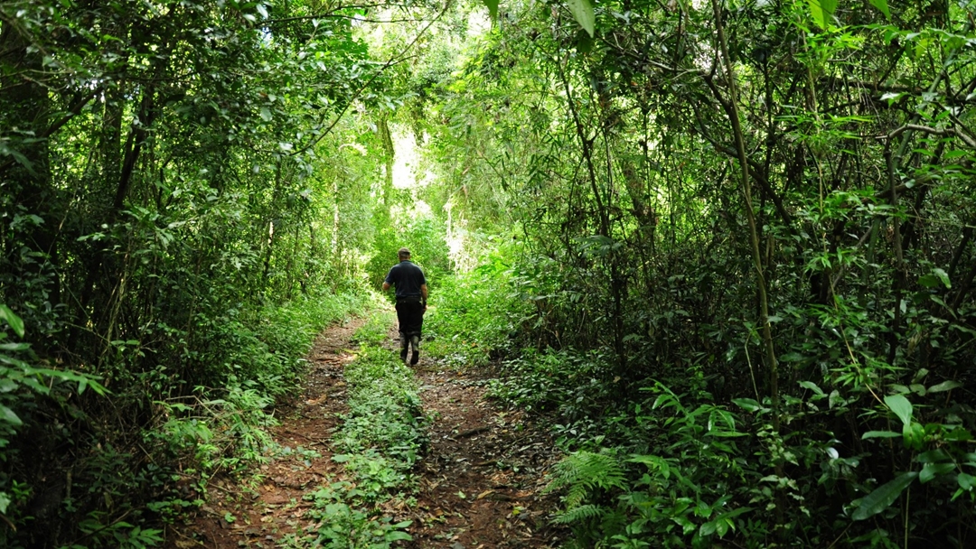 Colima Selvas Día Provincial de la Selva: Misiones proyecta crear el Corredor ...
