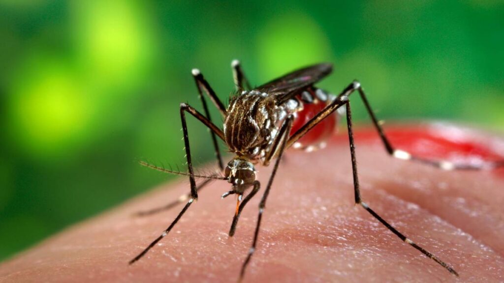 dengue