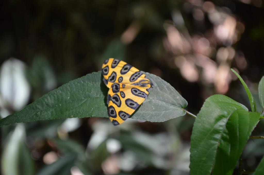 Selva Paranaense