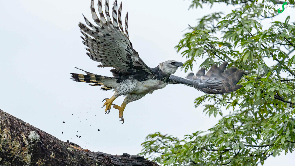 Histórico hallazgo de un águila harpía en Misiones, tras 20 años sin registros - Canal Doce Misiones