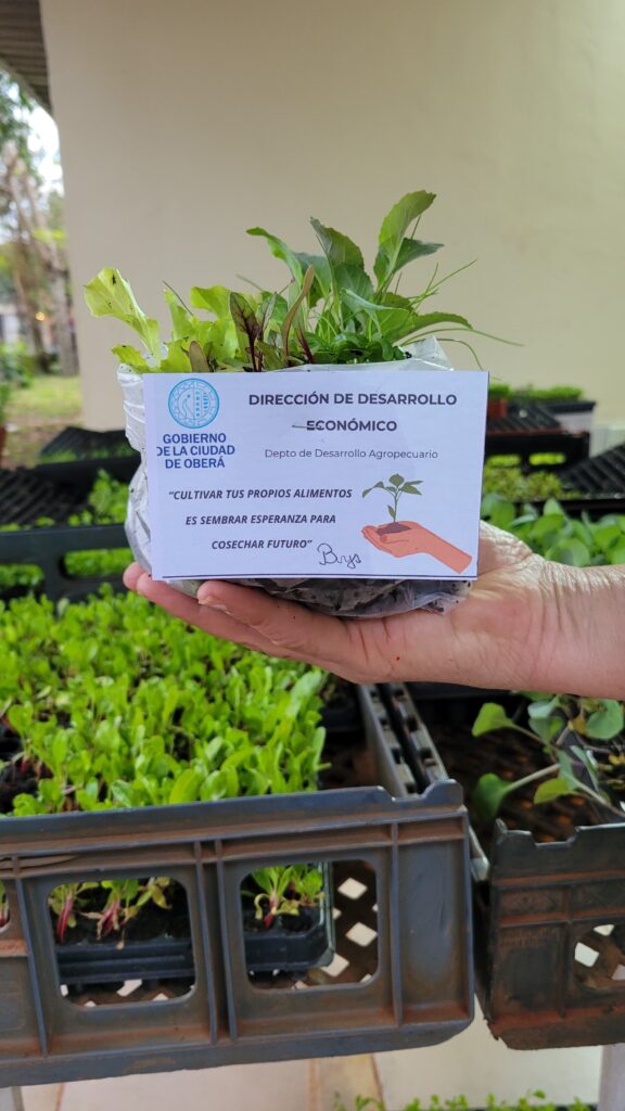 plantines 11