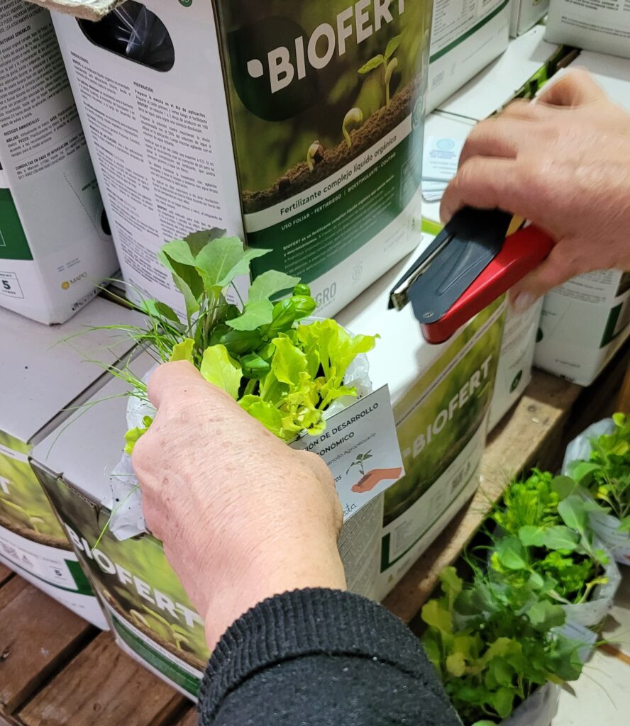 plantines 10