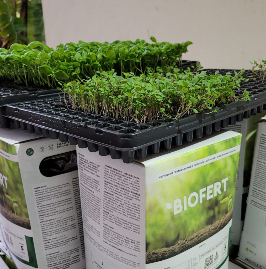 plantines 09