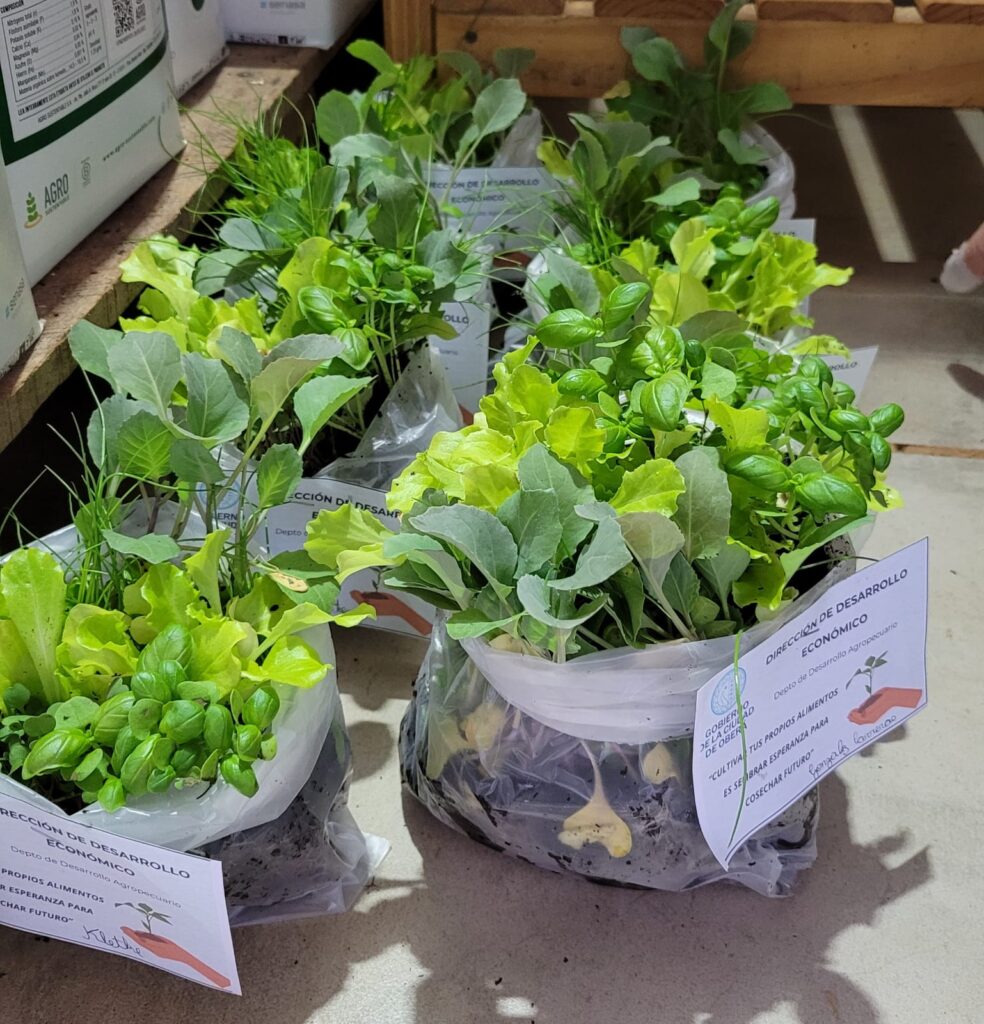 plantines 08