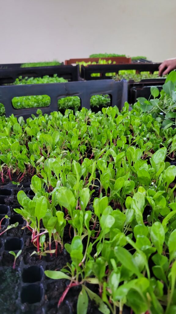 plantines 07