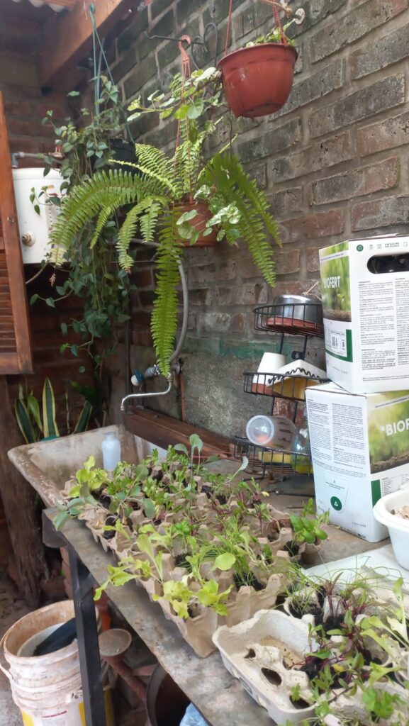 plantines 03
