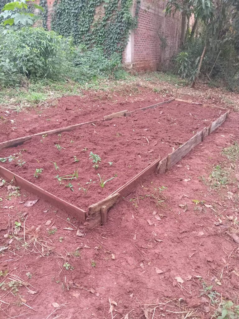 plantines 04