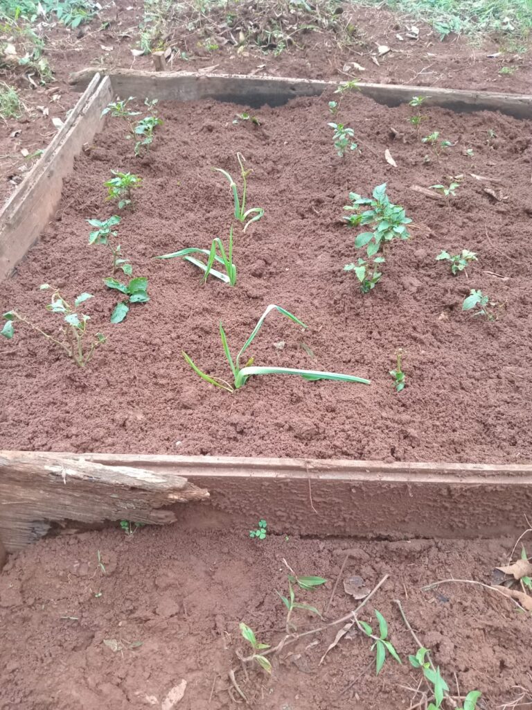 plantines 05