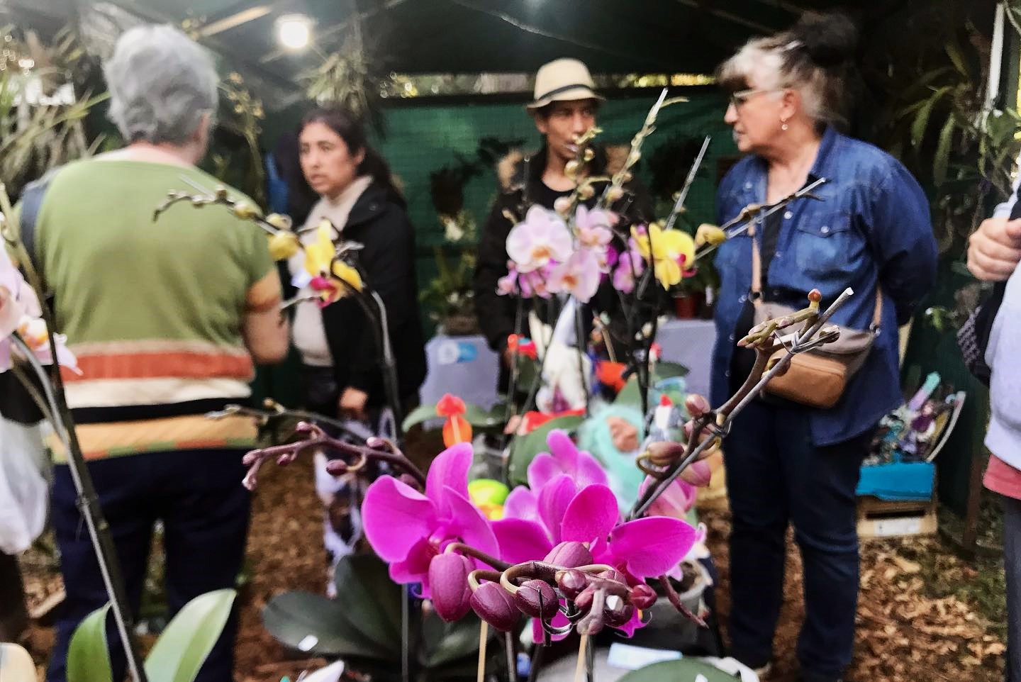 Orquídea