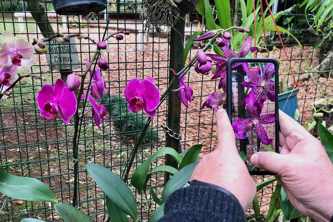 Orquídea