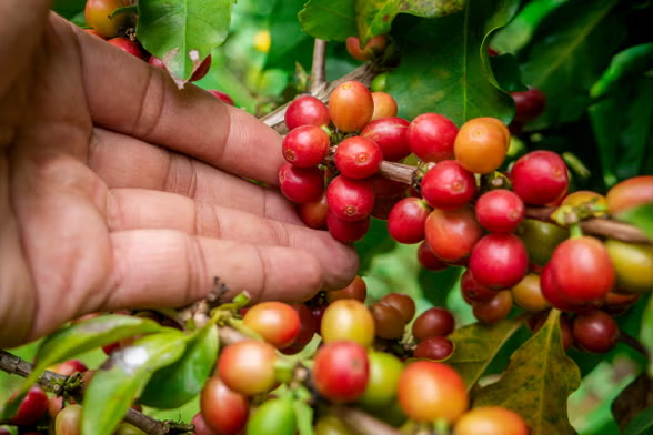 café agroecológico Misiones