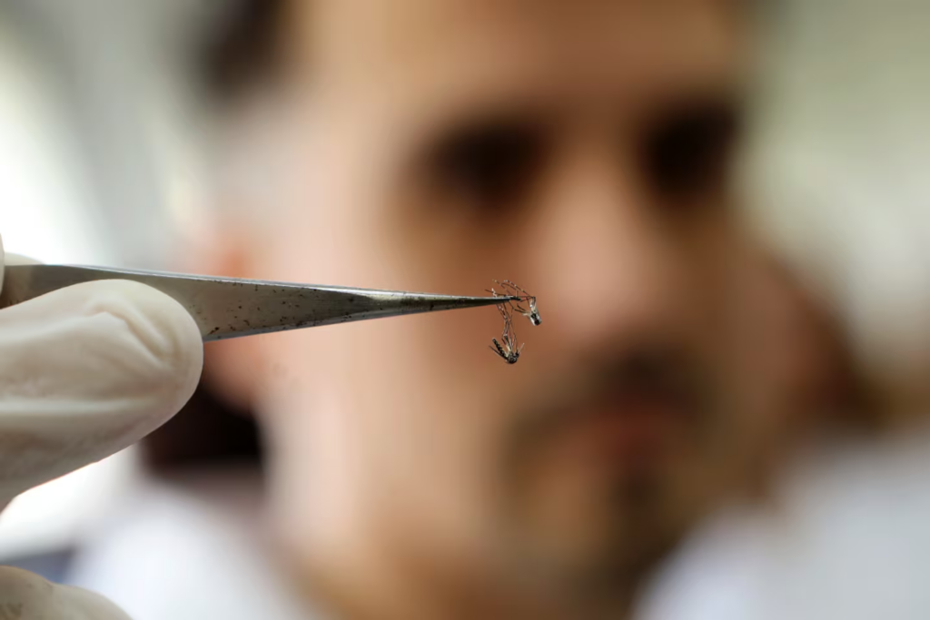 dengue