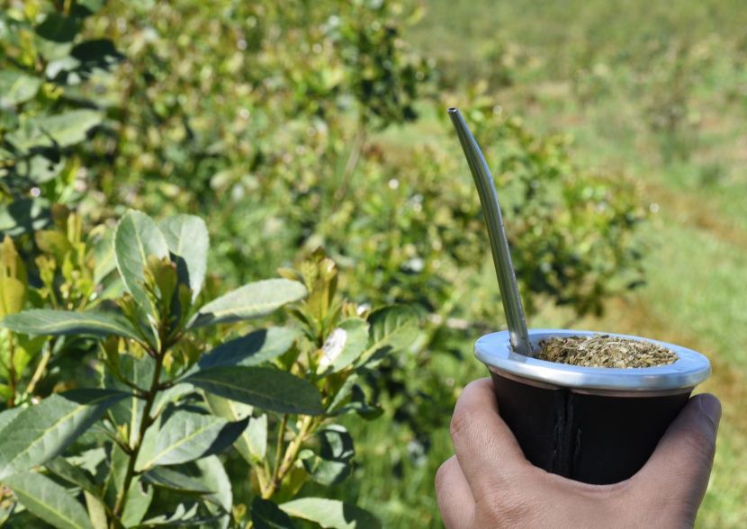 Trazabilidad yerba mate