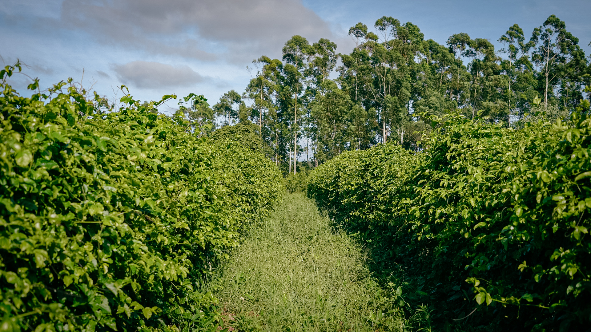 Misiones industria