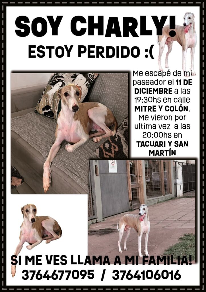 charly perro viral
