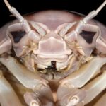 Bathynomus vaderi