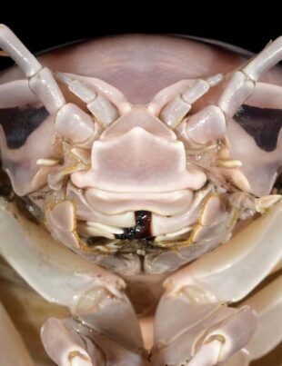 Bathynomus vaderi