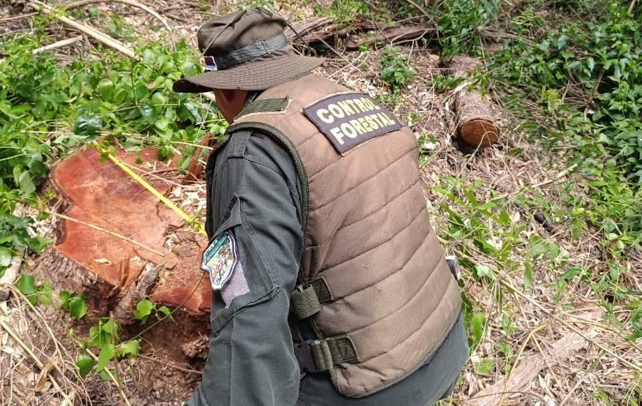 Detectan tala selectiva ilegal de árboles en el Parque Urugua-í