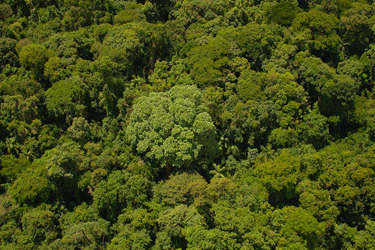 Bosque Atlántico