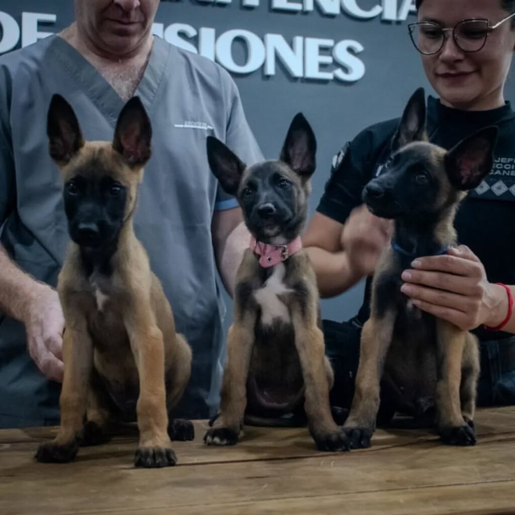 canes Servicio Penitenciario