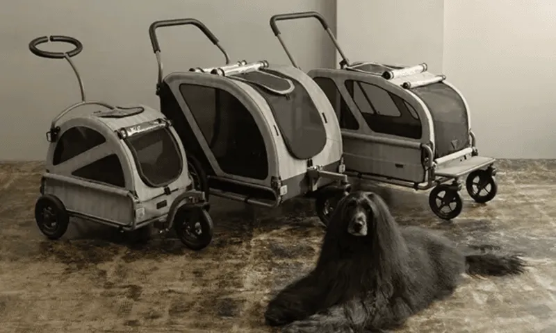 perros Corea del Sur