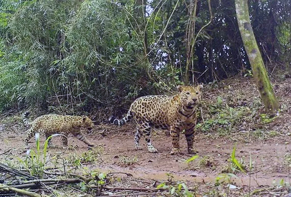 yaguareté