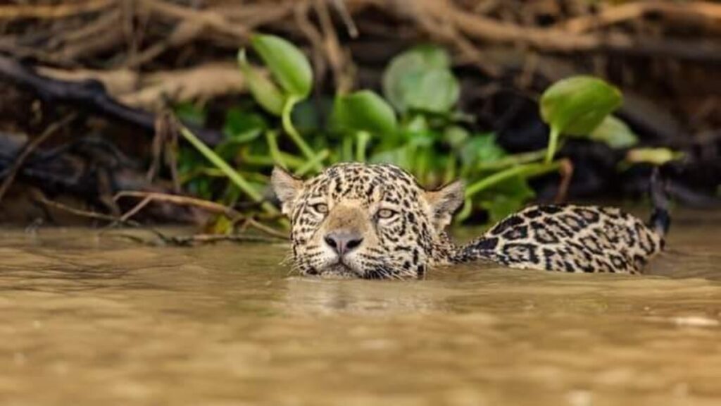 selva paranaense