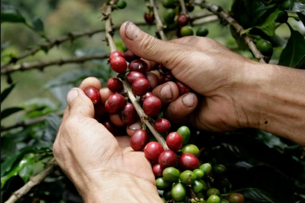 café agroecológico Misiones