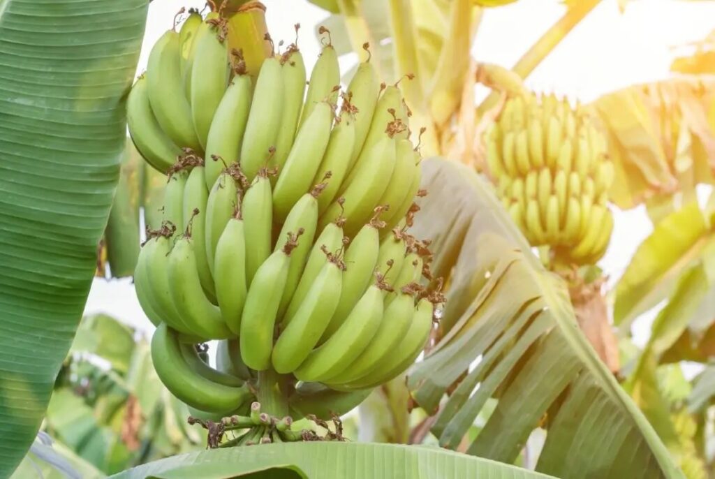 banano