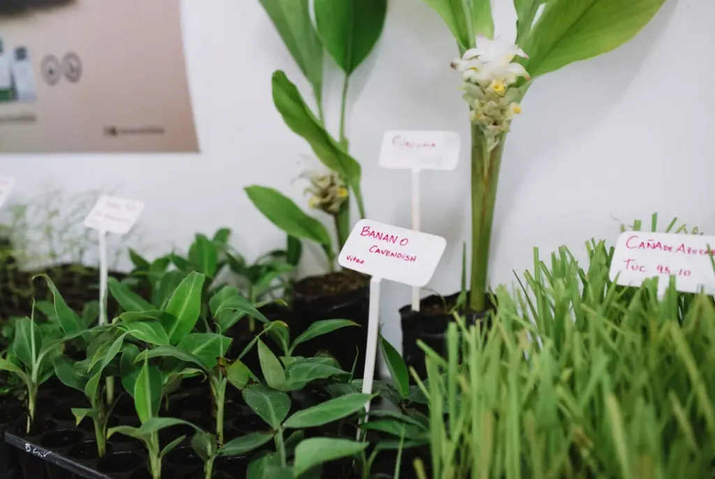 Biofábrica CASAFE