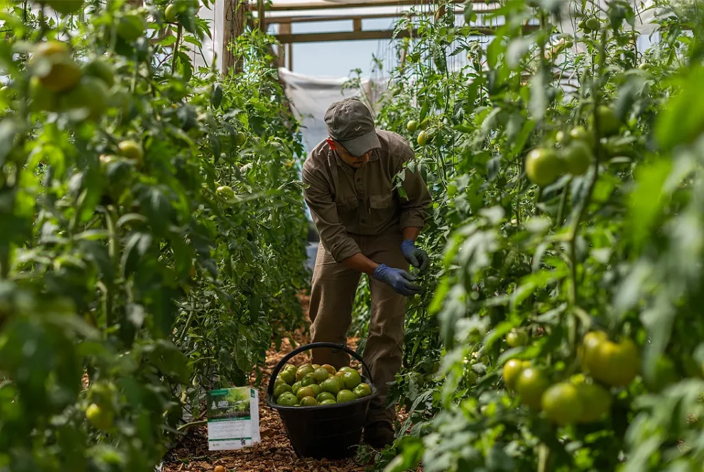 cultivo hidropónico