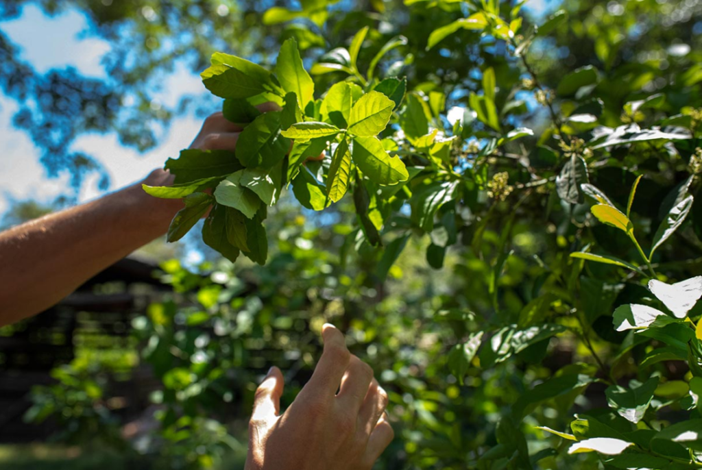 trazabilidad yerba