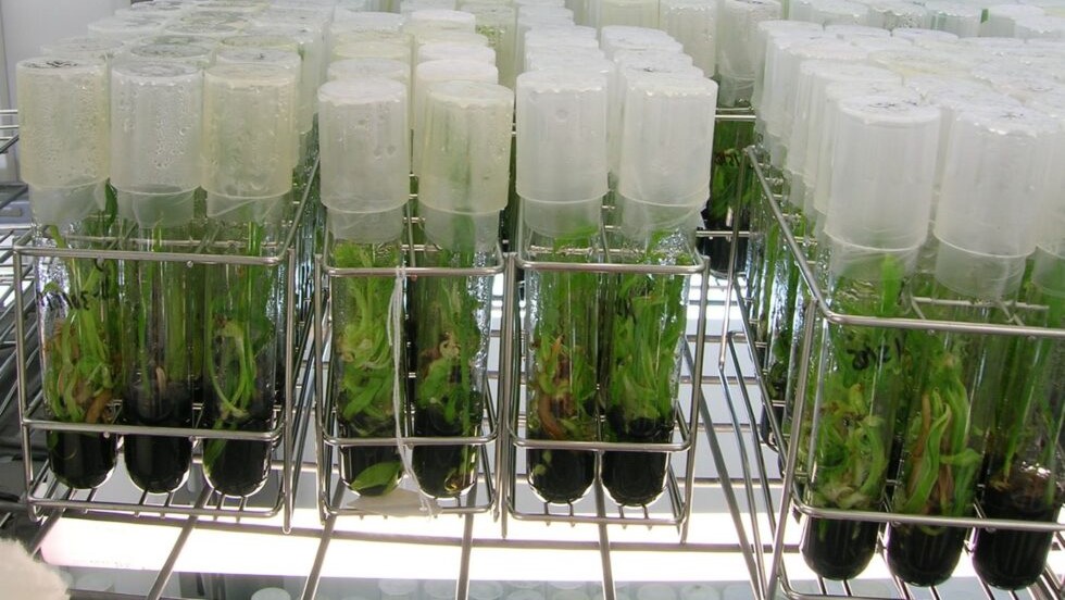 Vitroplantas