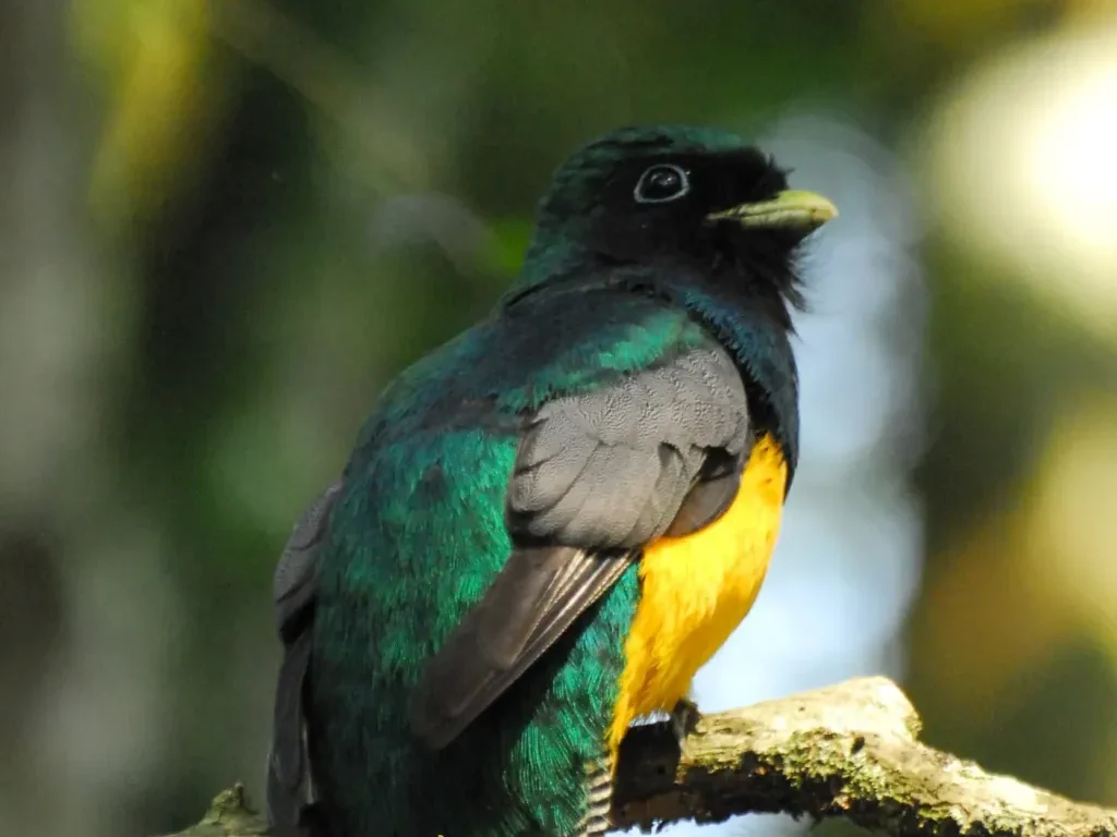 La biodiversidad misionera, un ícono del Día Mundial de la Selva Tropical imagen-16