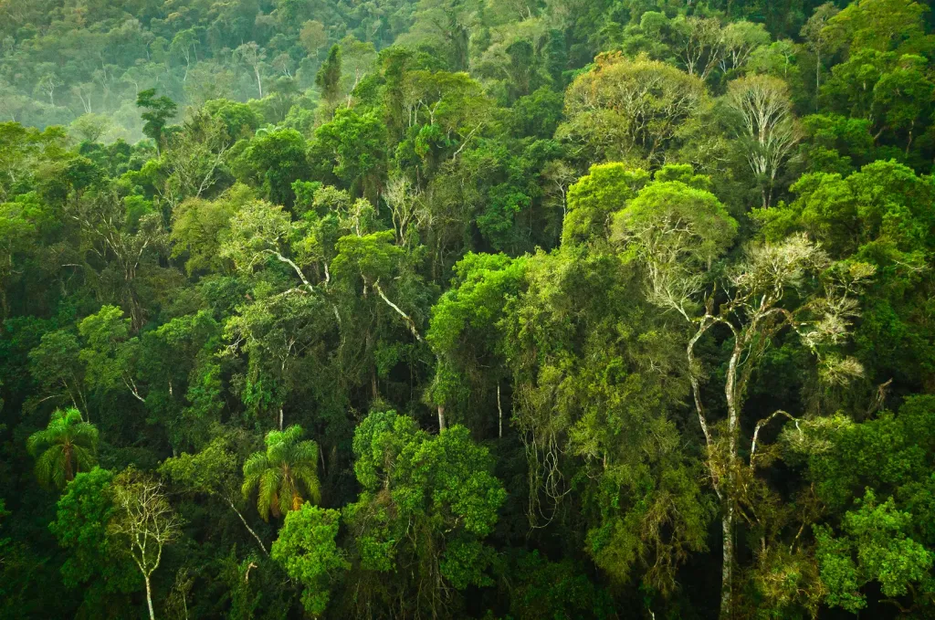 La biodiversidad misionera, un ícono del Día Mundial de la Selva Tropical imagen-8