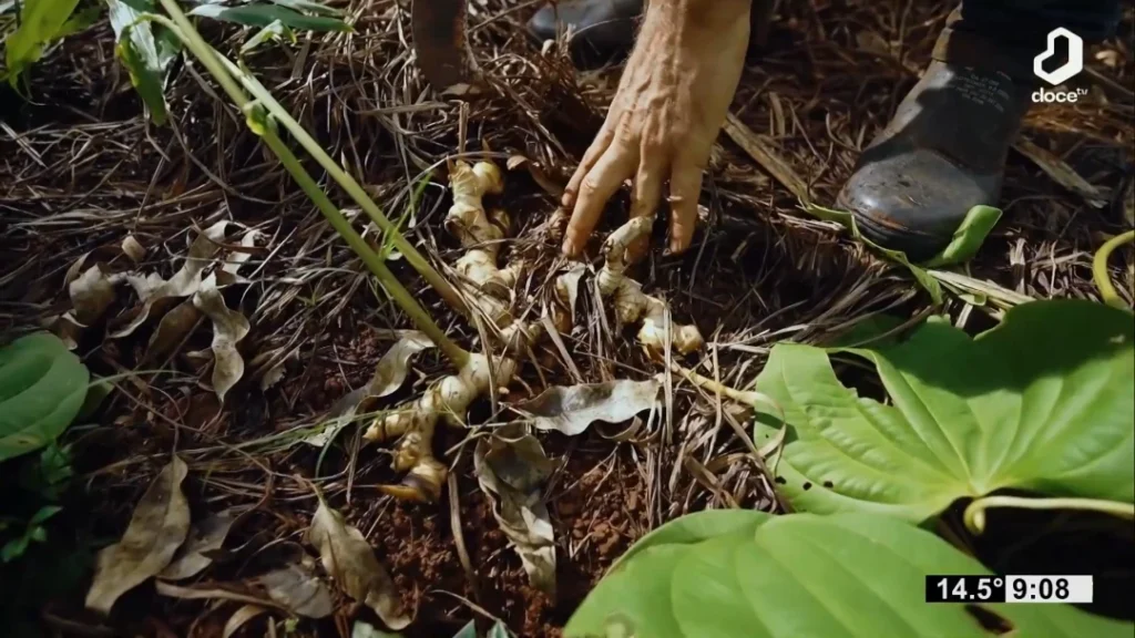 Experiencias de productores de El Soberbio y Panambí muestran el éxito de las chacras multiproductivas 26 chacra multiproductiva